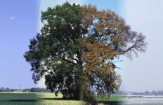 Jahreszeiten und ein Baum – Wird sich das Klima ändern?