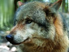 Das Wolfsjahr: Von Menschen & Wölfen
