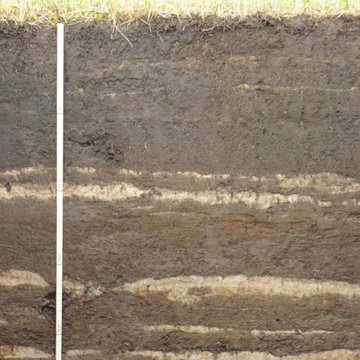 Die untersuchten Auenböden, hier eine junge Gley-Vega, weisen typische Schichtungen als Folge von Überflutungsereignissen und Sedimentationsprozessen auf.