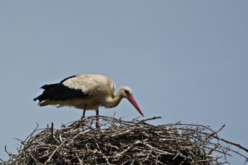 Weiß-Storch