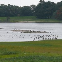 Flusslandschaft Elbe