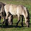 Konik-Wildpferd