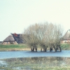 Kopfweiden