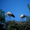 Storchennest