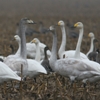 Rastende Sing- und Zwergschwäne