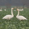 Singschwäne