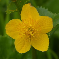 Sumpfdotterblume