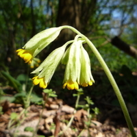 Primula veris