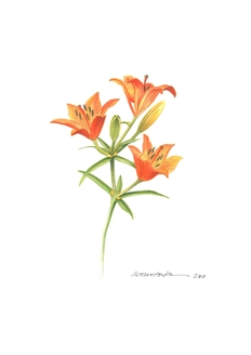 Feuerlilie