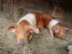 Die seltenen Protestschweine