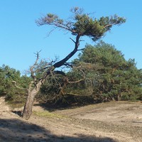 Stixer Wanderdüne
