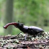 Hirschkäfer