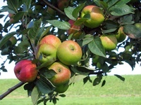 Apfel