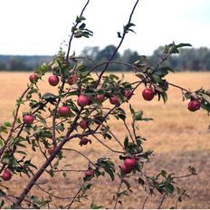 Apfelbaum