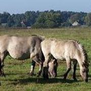 Konik-Wildpferde