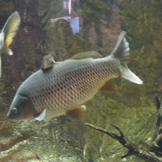 Fische der Elbtalaue