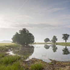 Auwaldreste Gorleben