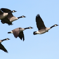 Nordische Gastvögel in der Elbtalaue
