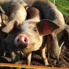 Husumer Protestschwein
