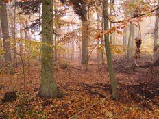Herbstwald im Seybruch