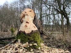 Biberspuren