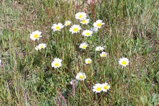 Wiesen-Margerite_Kön.JPG