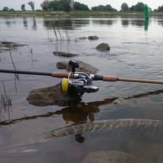 Angeln in der Elbe
