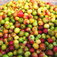 Äpfel von der Streuobstwiese