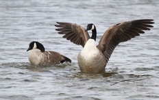 Kanadagänse auf der Elbe