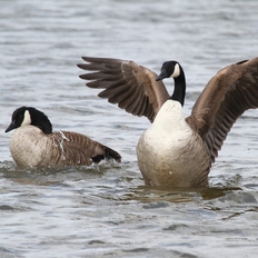 Kanadagänse auf der Elbe