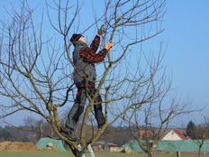 Obstwirt bei der Arbeit