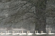 Singschwäne im überfluteten Auwald