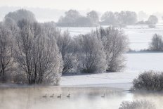 Winterhochwasser an der Elbe