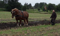 Schleswiger Kaltblut "Burschi" bei der Arbeit