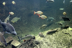 Biosphaeriums-Besucher können am 15. Juni die Fischvielfalt der Elbe – aber auch die Biber – in den Abendstunden entdecken.