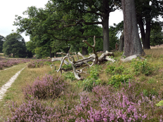 Blühende Heide im Breeser Grund