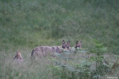 Das Wolfsjahr: Rudel-Zeit