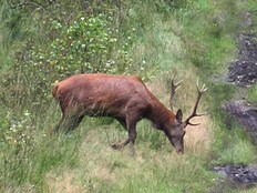 Wild und Wald