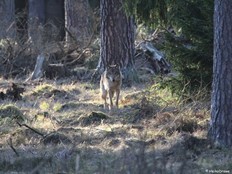 Das Wolfsjahr