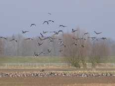 Marsch bei Wussegel Gänse