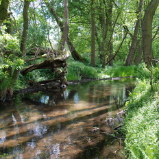 Der Sandige Tieflandbach, wie hier der Kateminer Mühlenbach, ist der Gewässertyp des Jahres 2018.