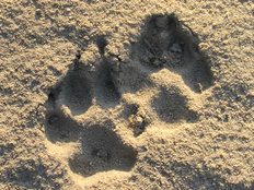 Wolfsspuren