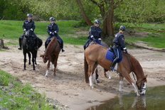 Pferdetränke an der Elbe