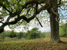Waldbilder entdecken