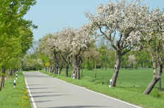 Apfelbaum-Allee