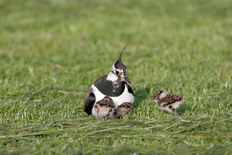 Kiebitz mit Küken (© Thorsten Krüger)