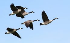 Fünf Kanadagänse im Flug
