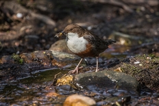 Wasseramsel