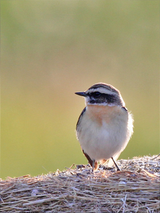 Braunkehlchen