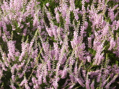 Besenheide